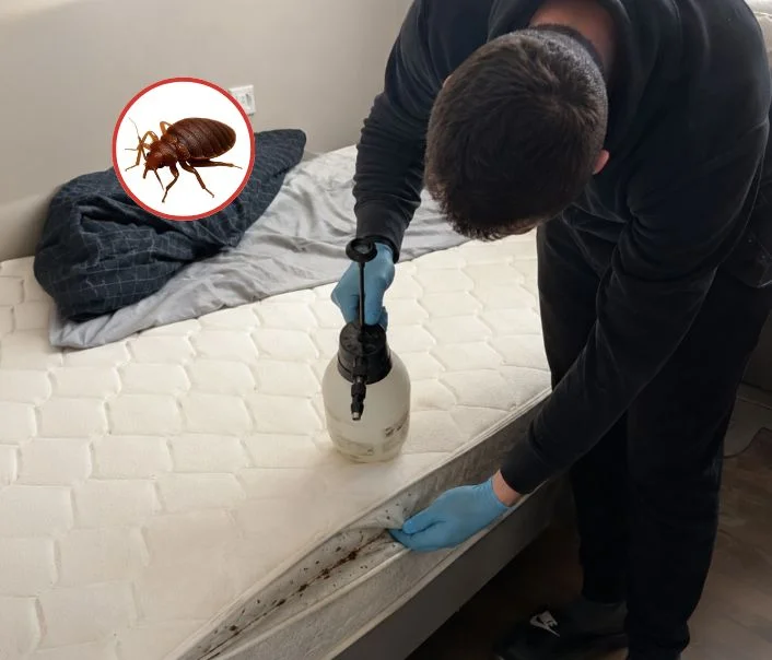 Technicien traitant un matelas contre les punaises de lit à Morainvilliers